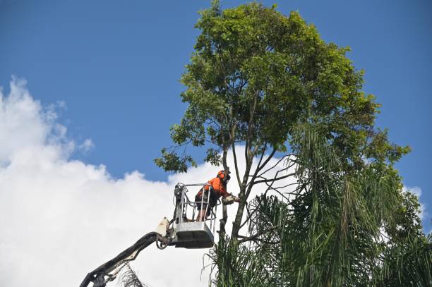 Reliable Morrow, OH Tree Services Solutions